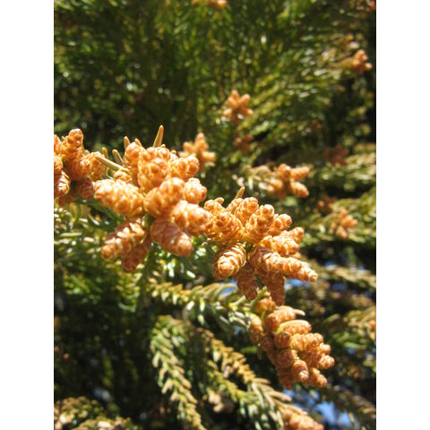 Sequoia sempervirens