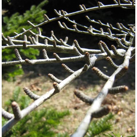 Pseudolarix amabilis