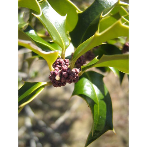 Ilex sp.