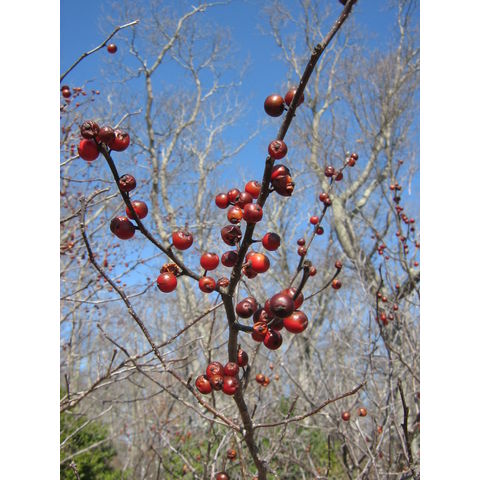 Ilex verticillata cv. winteri