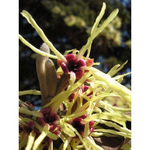 Hamamelis mollis