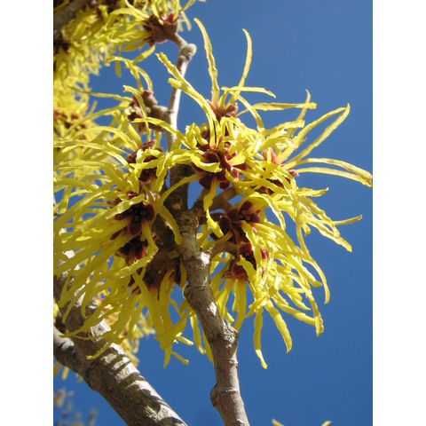 Hamamelis x intermedia cv. pallida