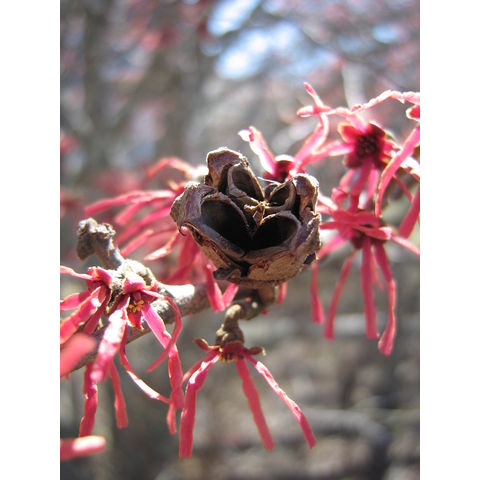 Hamamelis x intermedia 'Ruby Glow'