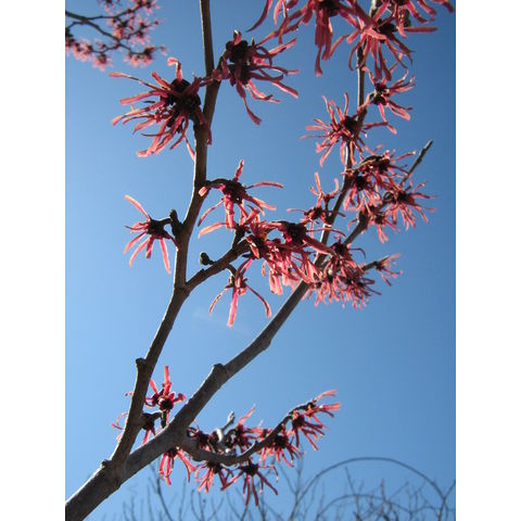 Hamamelis x intermedia 'Ruby Glow'
