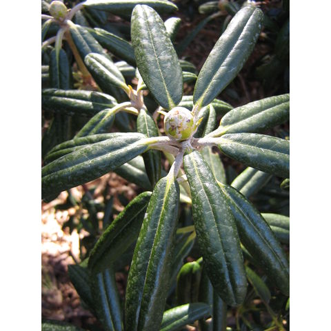 Rhododendron 'Andrew Paton'