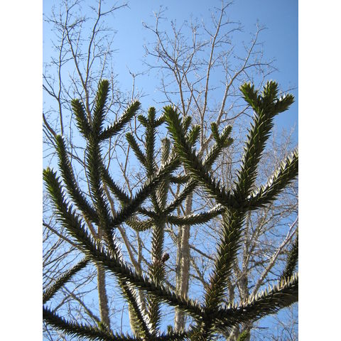Araucaria araucana