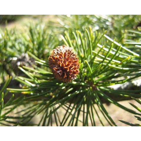Cedrus libani