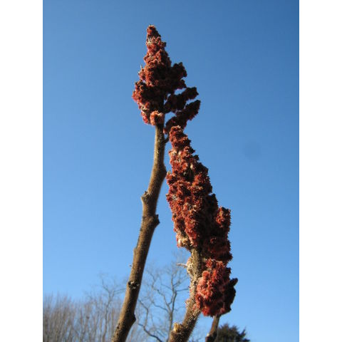 Rhus typhina