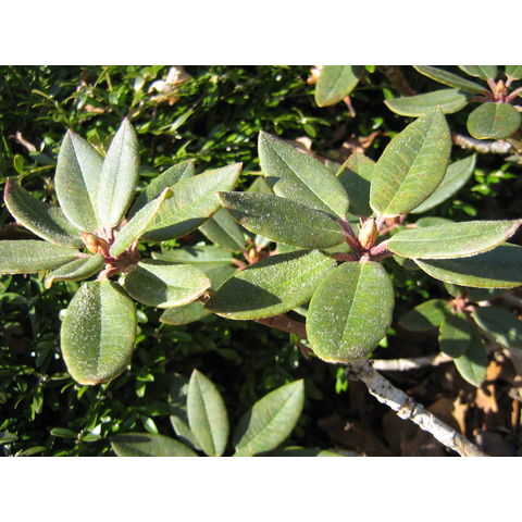 Rhododendron pseudochrysanthum