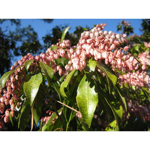 Pieris japonica 'Wada's Pink'