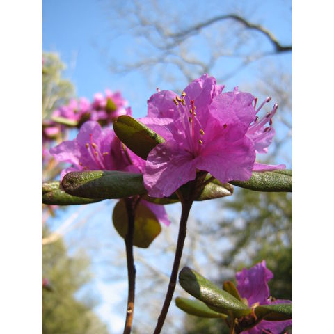Rhododendron dauricum var. sempervirens