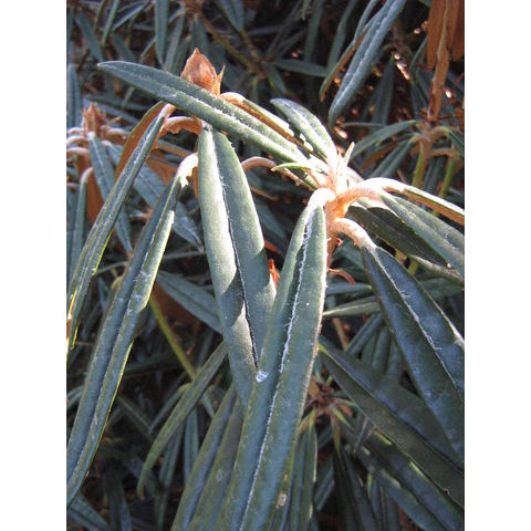 Rhododendron makinoi