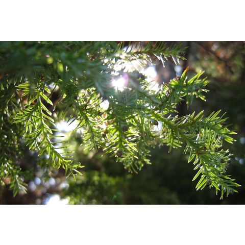 Chamaecyparis pisifera cv. squarrosa