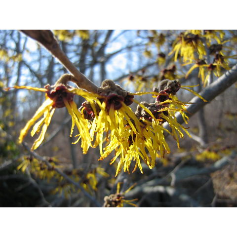 Hamamelis mollis