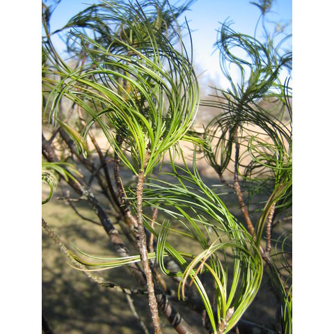 Pinus strobus cv. torulosa