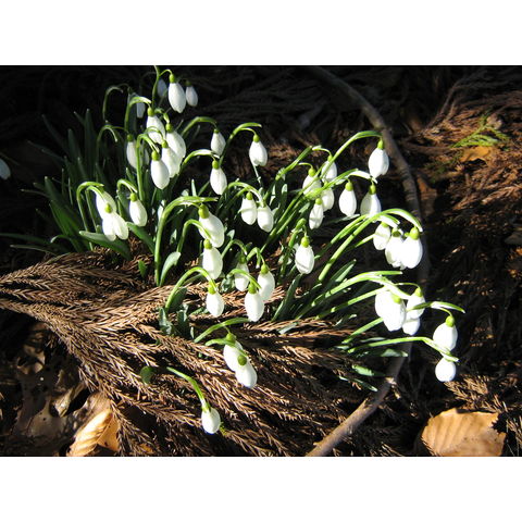 Galanthus nivalis