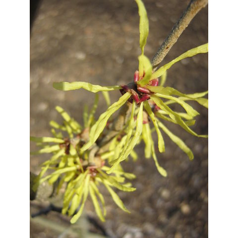 Hamamelis 'Angelly'