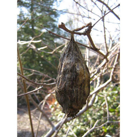 Calycanthus floridus