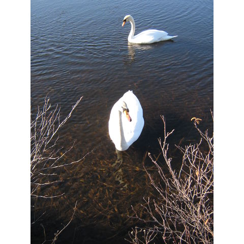 Swans
