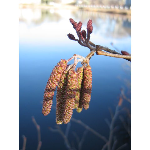 Alnus serrulata