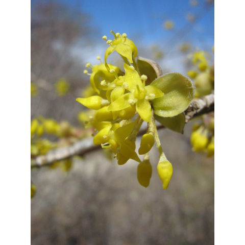 Cornus mas