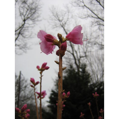 Rhododendron dauricum