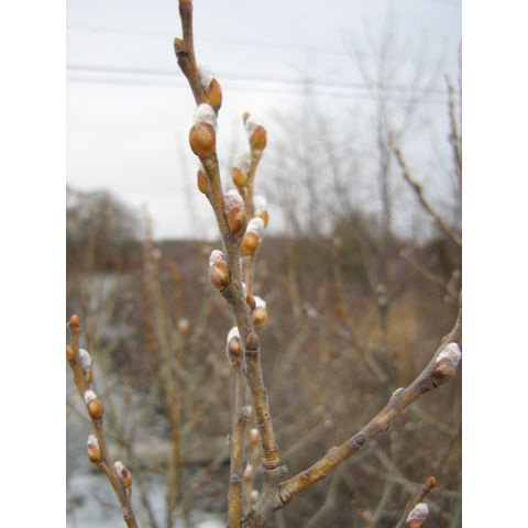 Salix sp.