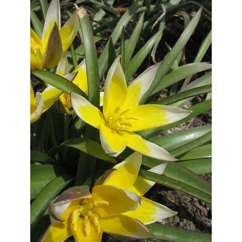 Tulipa sp.