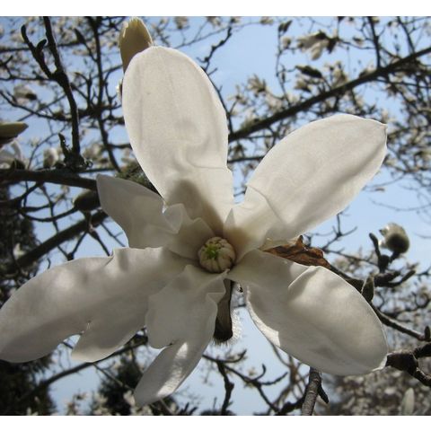 Magnolia salicifolia