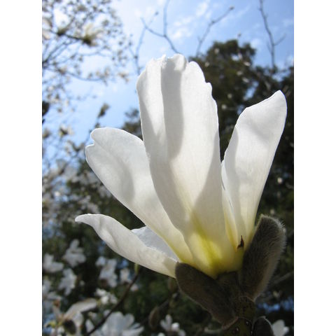 Magnolia salicifolia