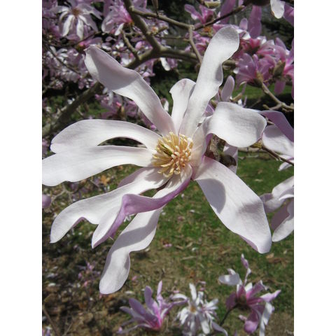 Magnolia loebneri cv. 'Leonard Messel'