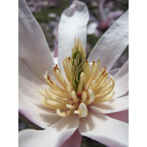 Magnolia loebneri cv. 'Leonard Messel'