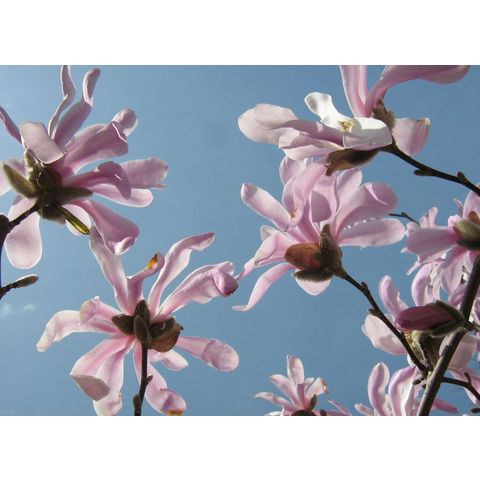 Magnolia loebneri cv. 'Leonard Messel'
