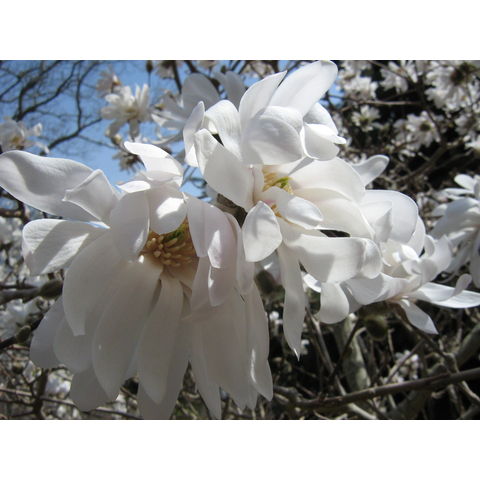 Magnolia loebneri cv. 'Encore'