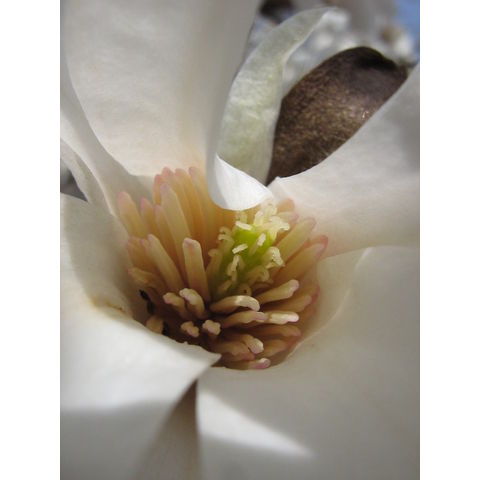 Magnolia kewensis 'Wada's Memory'