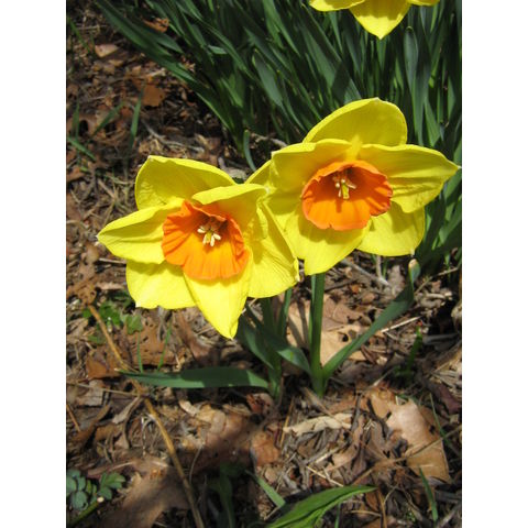 Narcissus sp.
