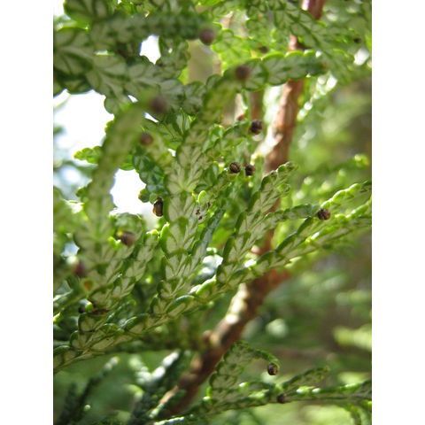 Thuja koraiensis