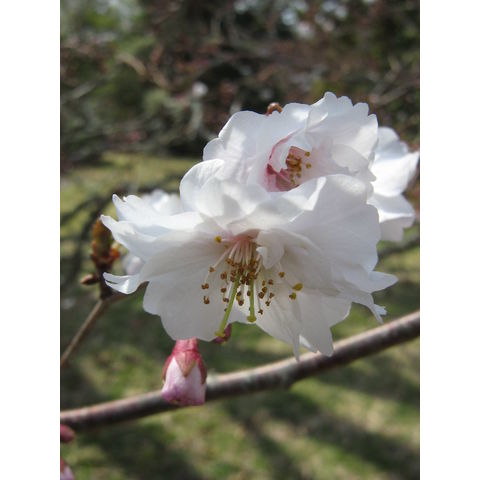 Prunus 'Hally Joliette'