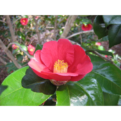 Camellia sinensis
