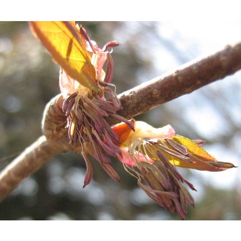 Cercidyphyllum japonicum