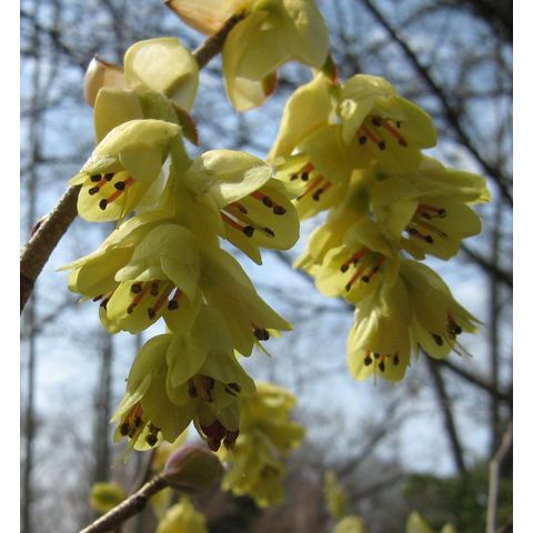 Corylopsis veitchiana