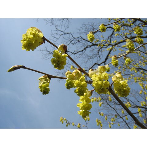Corylopsis sinensis