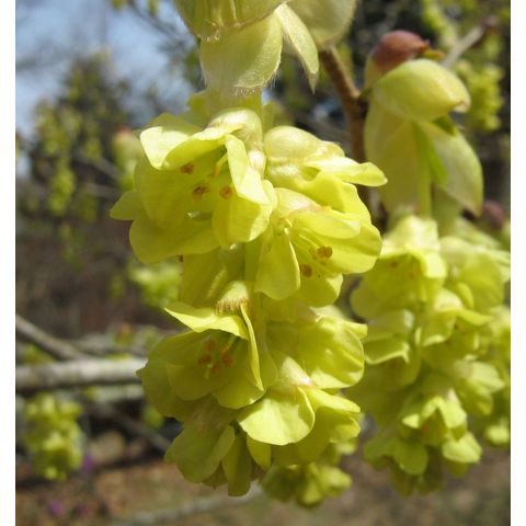 Corylopsis sinensis