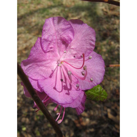 Rhododenrum dauricum