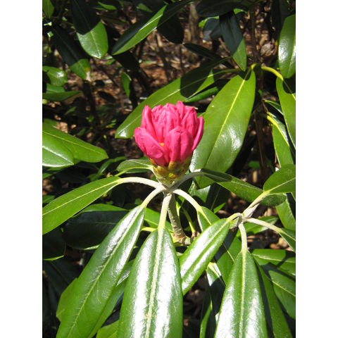 Rhododendrum degronianum