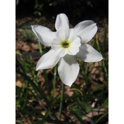 Narcissus sp.