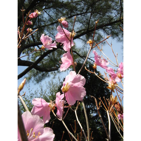 Rhododendron pentaphyllum