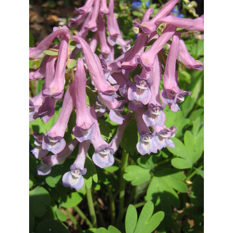 Corydalis sp.
