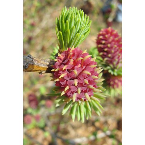 Larix sp.