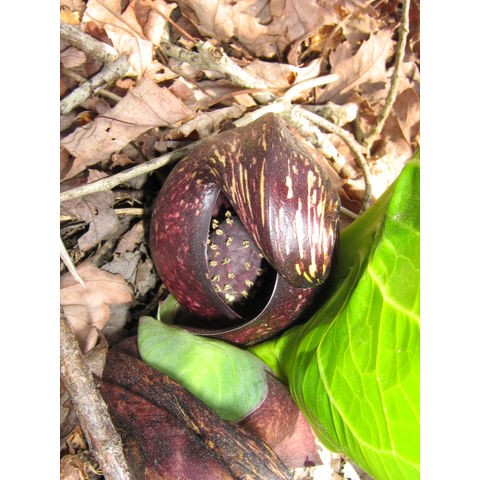 Symplocarpus foetidus